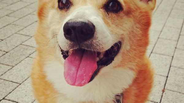 タグ 脳腫瘍 すこぶるグループ トータルヘルスケア